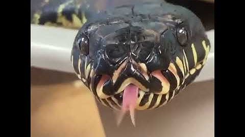 Boelens Phyton Beauty | The World Of Snake 🐍| #shorts