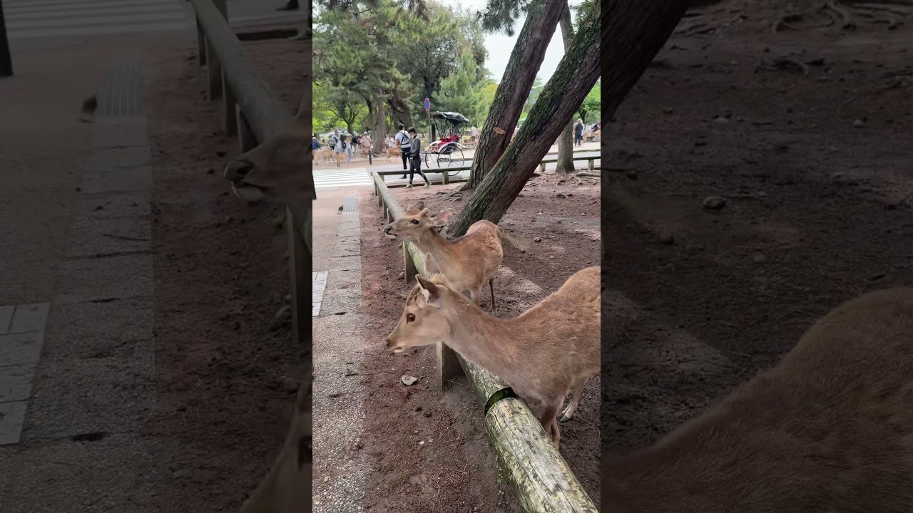 Japan itinerary template with tips on getting around available : https://dazec.gumroad.com/l/thazb