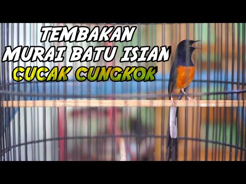 MASTERAN EXTREME CUCAK CUNGKOK VS GEREJA TARUNG TUNGGAL VS KAPAS TEMBAK JERNIH PANJANG JEDA NATURAL