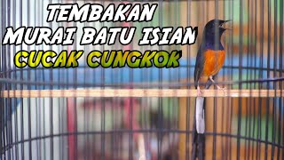 Langsung NYAUT dan NGAMUK dengan tembakan murai batu isian CUCAK CUNGKOK ini