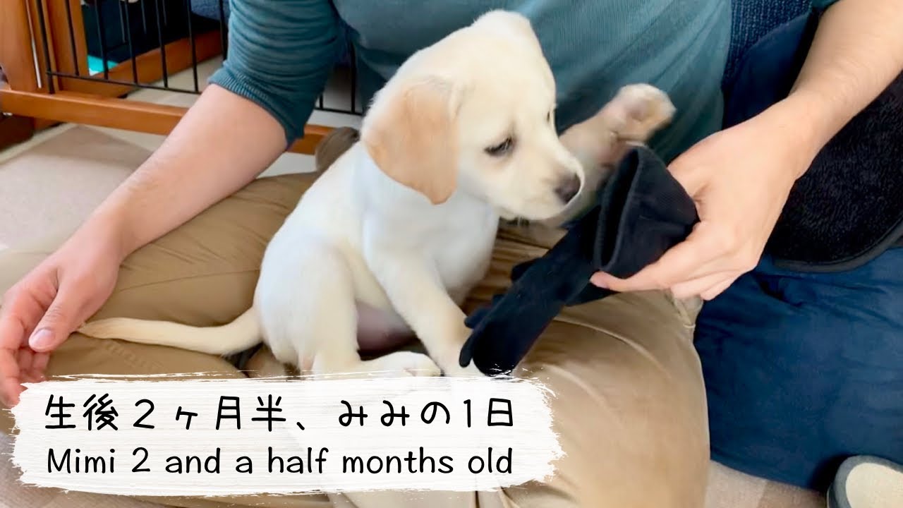 生後2ヶ月半 みみの1日 ラブラドール子犬 Labrador Mimi 2 And A Half Months Old 37 Youtube