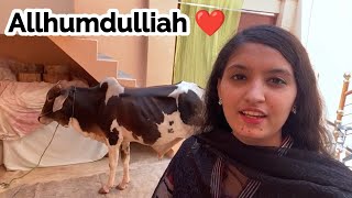 Finally Qurbani Ki Cow A Gi Allhumdulliah 