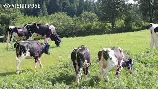 VisionPose: Demo of Cow Skeleton Detection