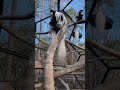How the cheetah's tail acts like a high-speed steering wheel 🤖