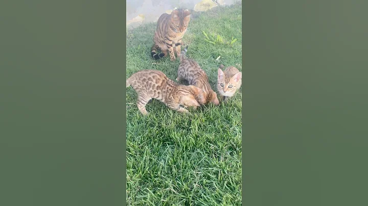 Video 10717591: bengal cat funnycats, bengal cat cutecat