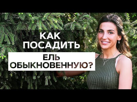 КАК ПОСАДИТЬ ЕЛЬ обыкновенную 🌲 чтобы прижилась. Посадка ели весной или осенью