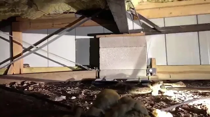 Dozens of rattlesnakes removed from under Texas home