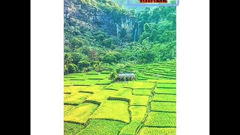 تلاوة القرآن الكريم (فرجيوة)