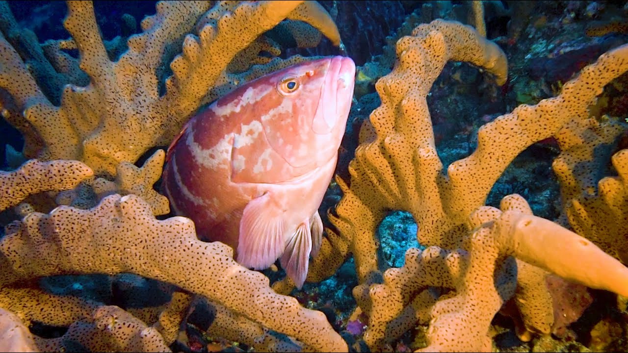 Finding Fish: the Search for Fish Spawning Aggregations (español)