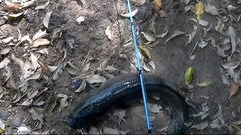 Câu Cá Lóc ở Quang Minh (Giải câu lure mở rộng tranh cúp HITALURE 2016​) 25/09/2016