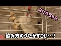 お水を飲んでいるスピカちゃん!  by うさぎカフェ もふれる 【Rabbit cafe Moff-rell】