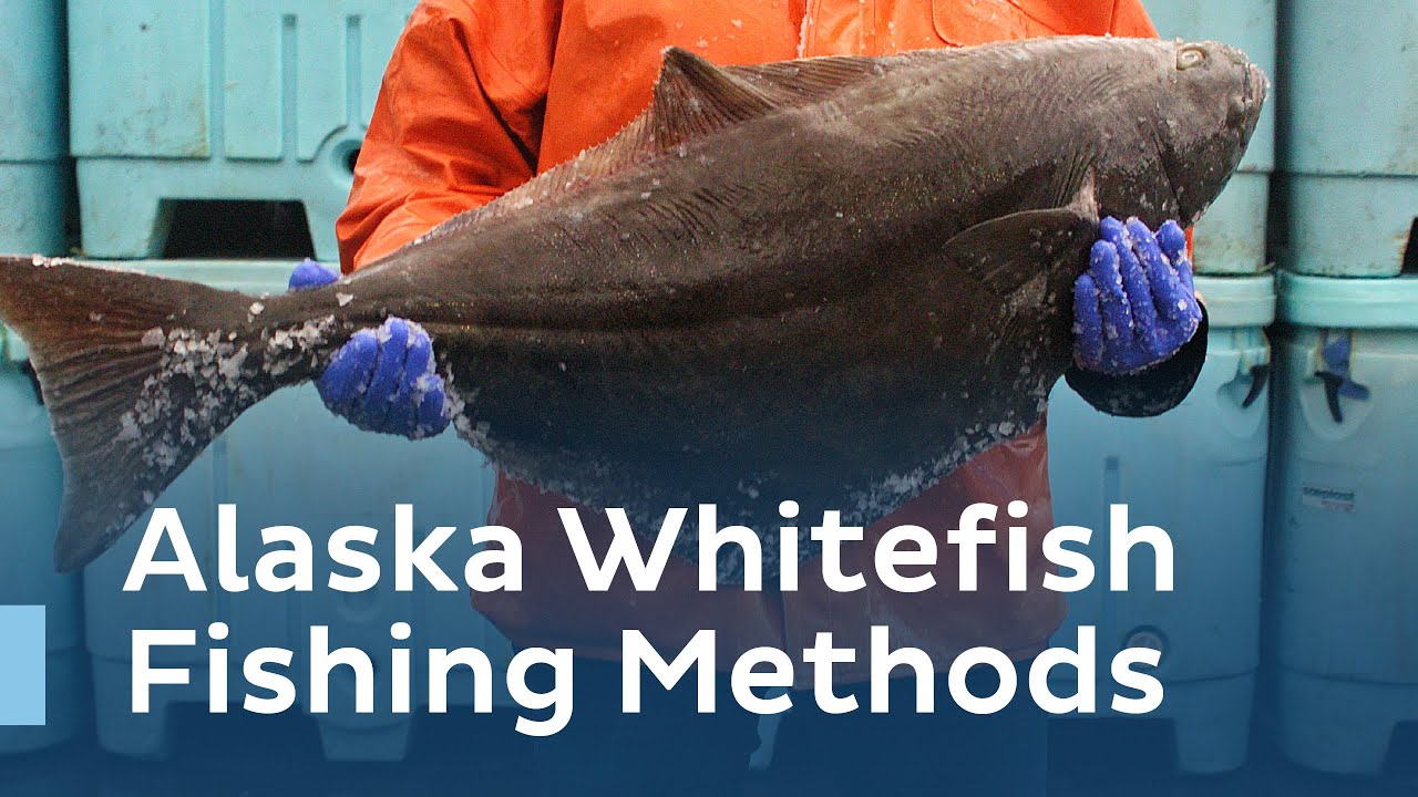 Alaska Seafood U Series Alaska Whitefish Fishing Methods YouTube Alaska Seafood U Series Alaska Whitefish Fishing Methods YouTube