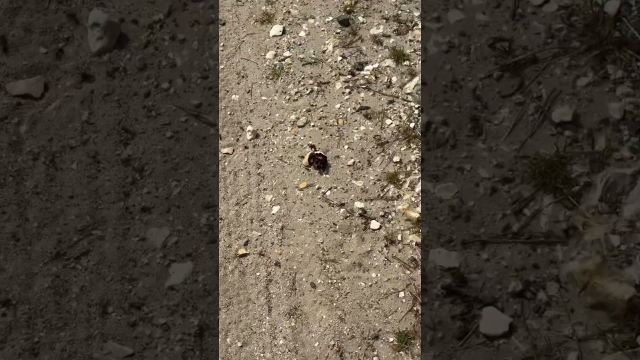 Massive trail of Formica rufa