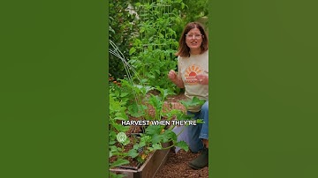 How to Grow Summer Squash (And Stop Squash Bugs!)