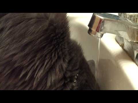 Dakota's HD Debut True 720p