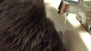 Dakotas Hd Debut True 720P