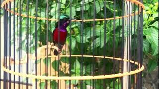 ✅ Hút Mật 7 Màu Hót Chuẩn Giọng Rừng.(2022) Tập Giọng cho Chim Chuyền✔️Tập 41