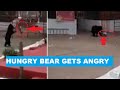 Bear search food in empty trash at Chhattisgarh temple, bangs bins in anger