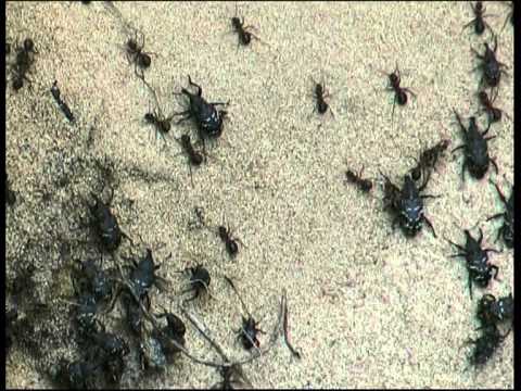 Video: Vad är skillnaden mellan vanliga svarta myror och snickarmyror?