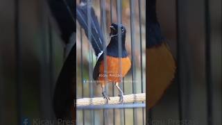 Pancingan Murai Batu Emosi Nembak