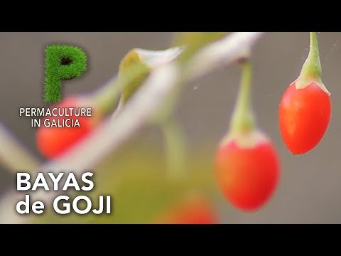 Vídeo: Plantació de baies de Goji: consells per cultivar plantes de baies de Goji