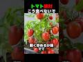 トマト絶対生で食べないで！これ一つでリコピン吸収率が3倍変わります 🍅 #トマト #健康情報 #リコピン #抗酸化 #ライフハック