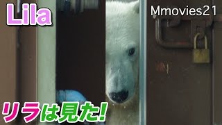 Polar Bears 新人さん いらっしゃ~い 覗き見リラ