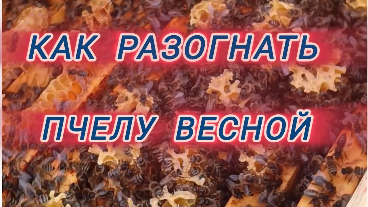 Как разогнать пчелу весной 🌺🐝