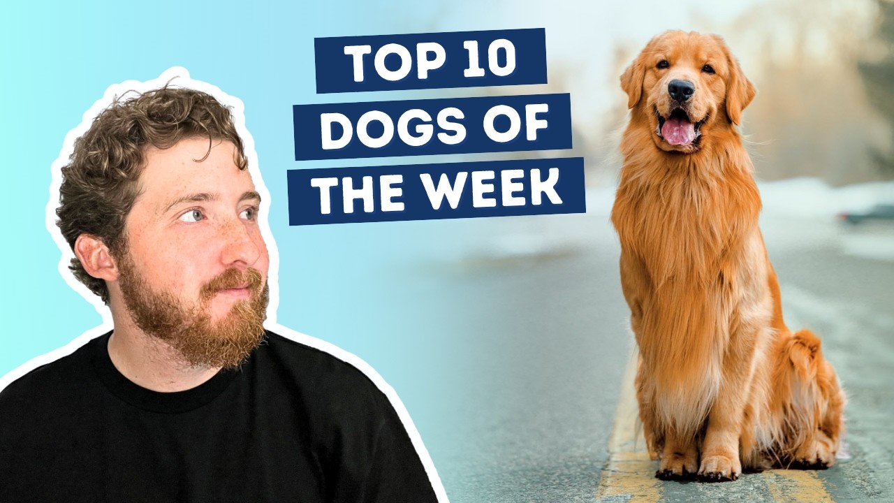 Legendary Dog Influencer Passes Away