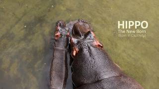 The New Born || India's First Captive-Bred Hippo: Breakthrough in Animal Conservation Documentary