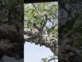 Cobra chases leopard out a tree | WILDwatch | andBeyond Serengeti Under Canvas