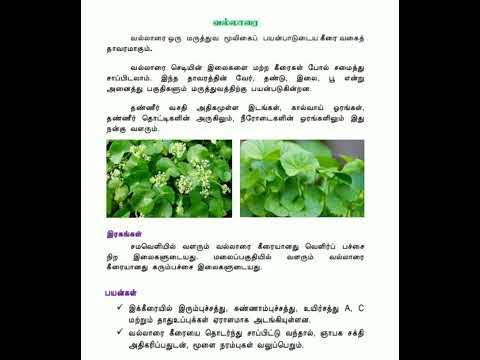 Vallarai Keerai types and benefits / வல்லாரை கீரை வகைகள் மற்றும் ...