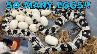 SO MANY EGGS!  Part 2