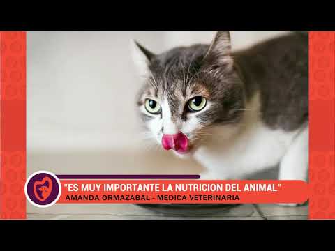 juegos de bañar perros y gatos
