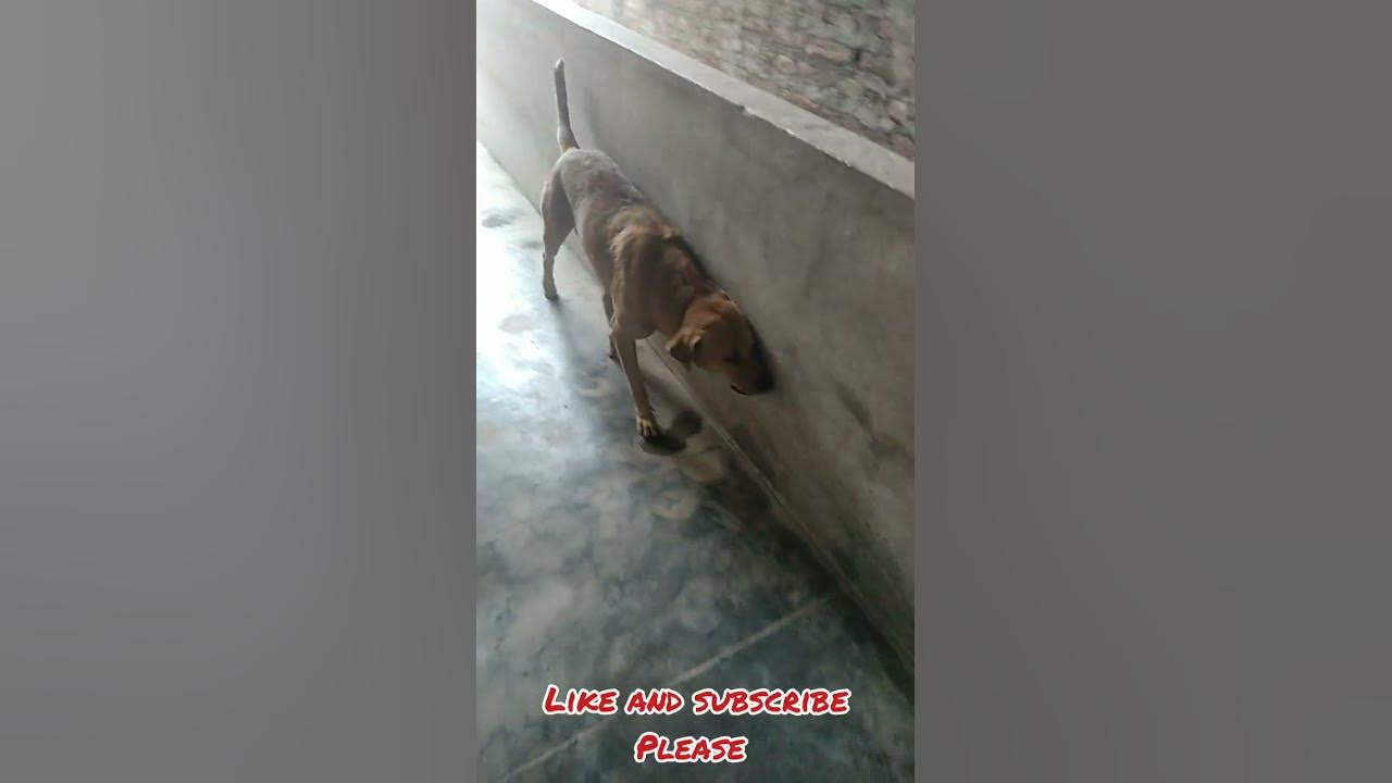 Rubbing body with wall is itching problem dogs street YouTube