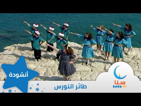 فيديو: أجنحة النورس