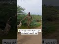 تدريب القوات المسلحة السودانية 