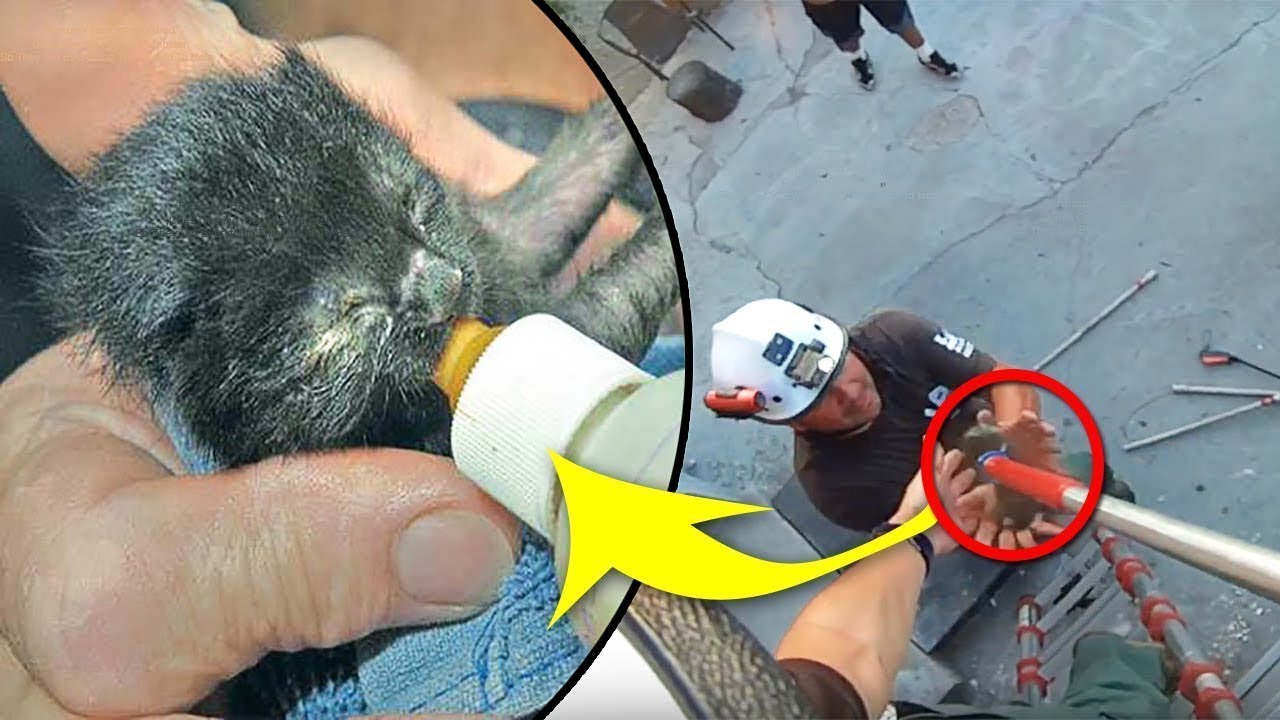 Rescuers Heard Anguished Cries Coming From A Dumpster, So They Did Everything They Could To Help