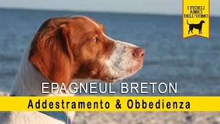 Epagneul Breton - Addestramento & Obbedienza - Cuccioli by RUNshop 51,865 views 4 years ago 3 minutes, 47 seconds