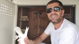 Ewet Dostlar Akşam Asrin Mezati Olacak Metraj Takla Sayi Mesafe Atim Akil Alacaklar Saat 22.00