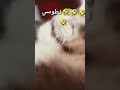 زي ماقلت في الجزء الاول اسمه مينوش