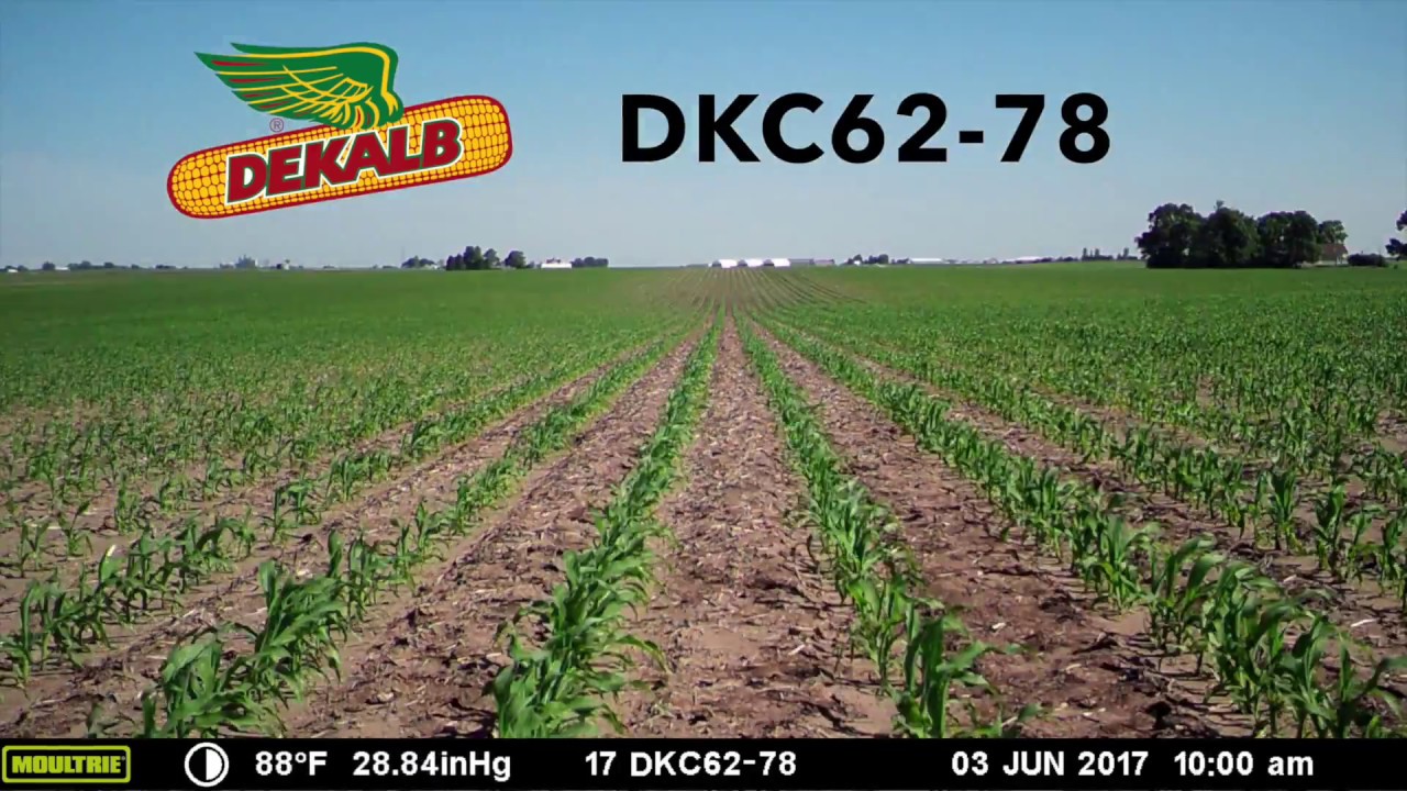 Weekly Product Spotlight DKC62-78 Timelapse 6/13/17