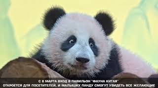 Катюха В большоМ ВольеРе МосковсКий зоопарк👀🥰👍🔥🐼baby Panda MOScow zoo👀🥰👍🔥🐼