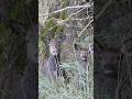 Edelhert hinde en kalf #edelhert #hinde #kalf #wildlife #natuur