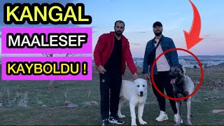 KANGAL KÖPEĞİMİZ KAYBOLDU - Alabai Köpeğimiz İLK DEFA Dağa Çıktı!