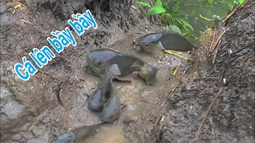 Cá lên bờ bầy bầy sau cơn mưa lớn | Bông lúa Miền Tây