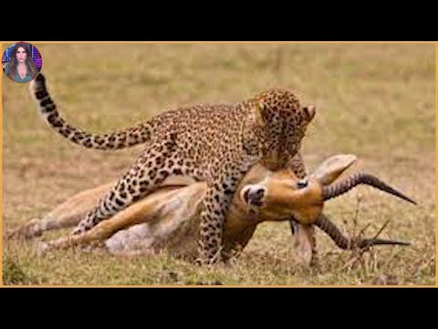 15 Moments When Leopards Brutally Attack Other Animals. #Part2 | Pets House