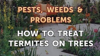 How to Treat Termites on Trees