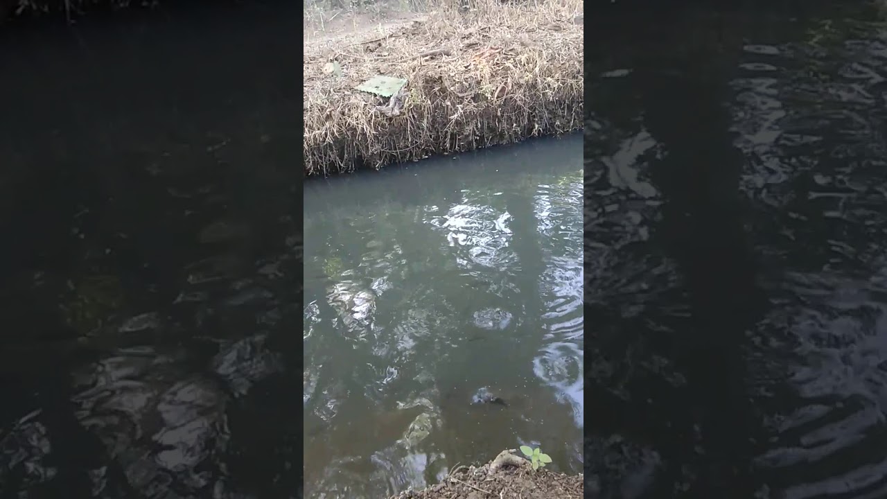 rara ngasih makan ikan peliharaan di kolam(part1) 