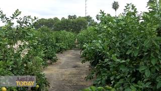 Retired Scientist Ignites Orange Revolution To Fight Citrus Greening